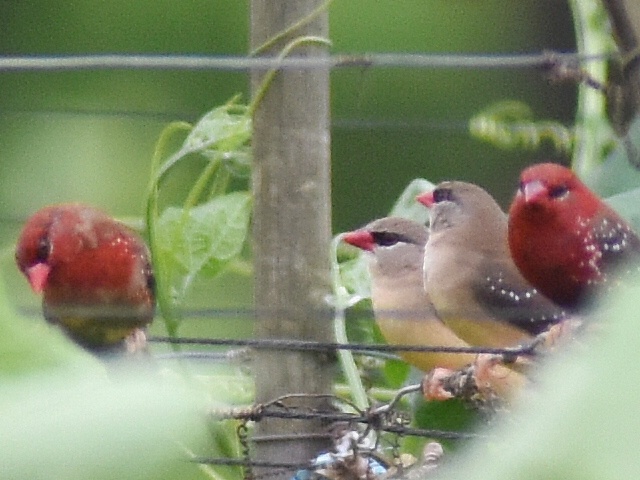 Red Avadavat