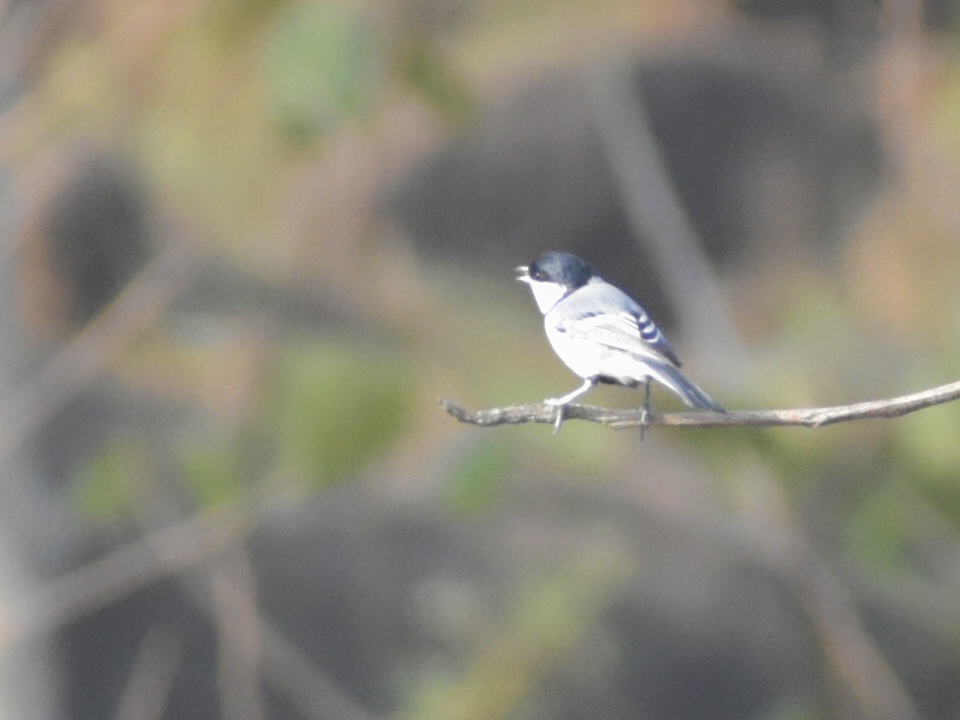 Cinereous Tit