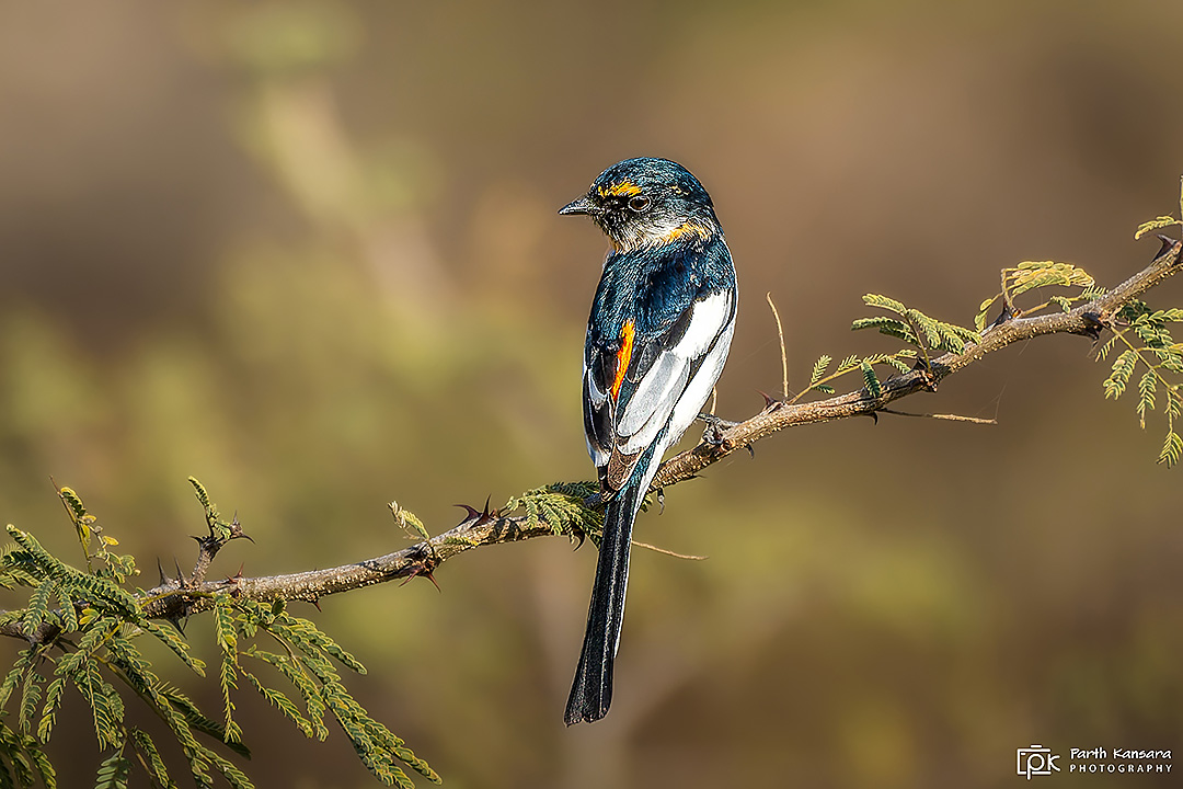 White-bellied Minivet