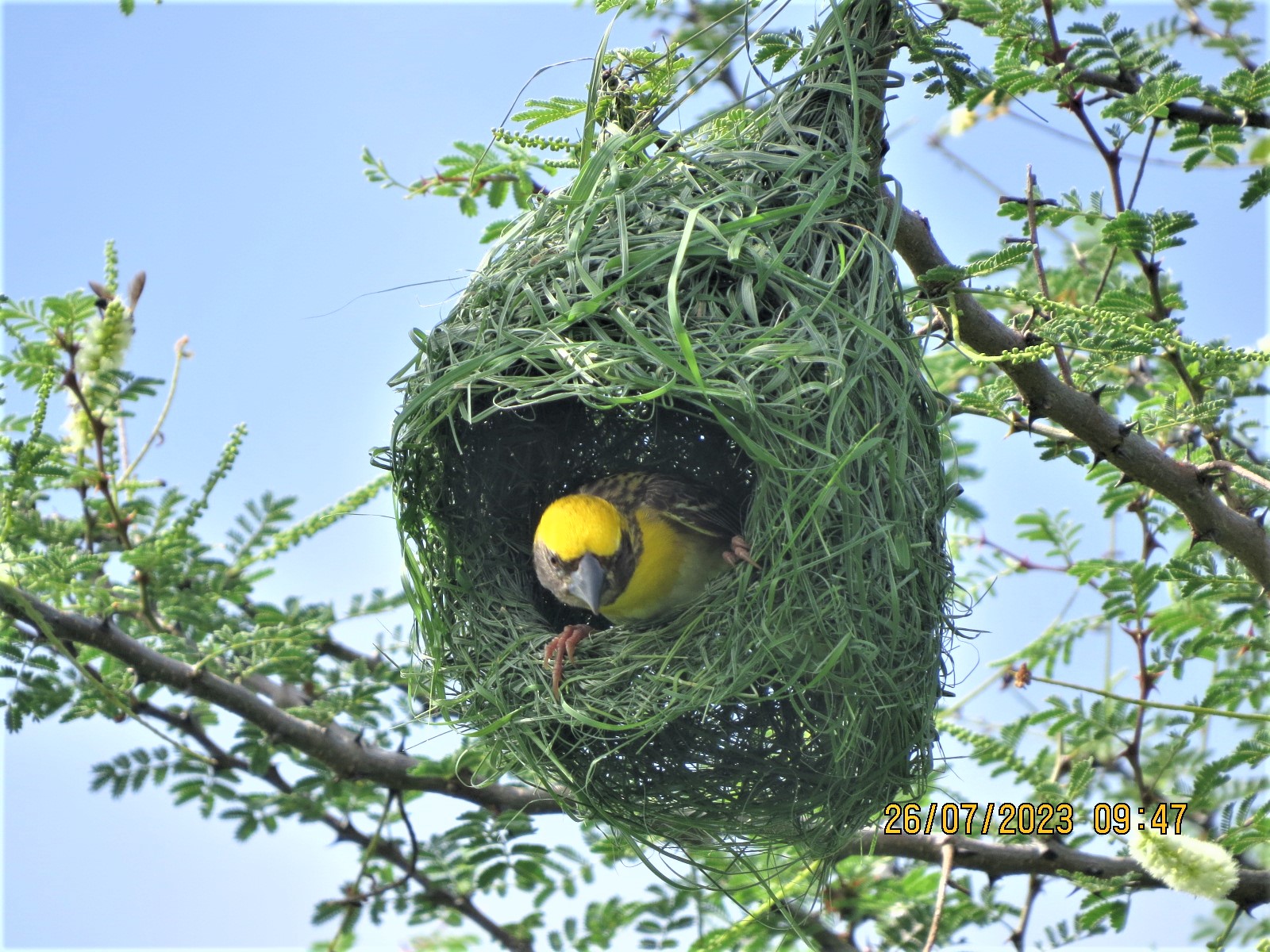 Baya Weaver