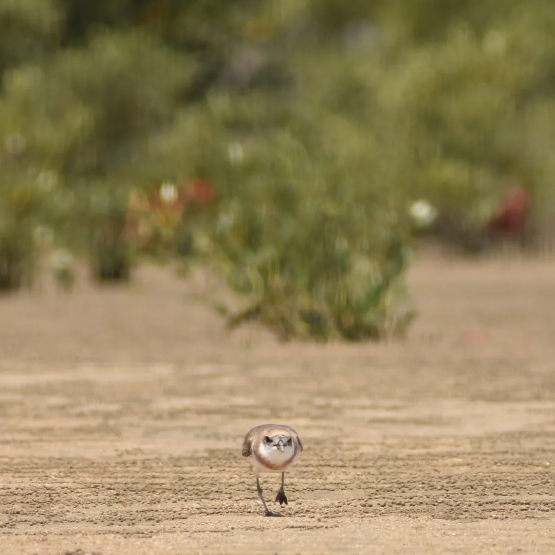 Greater Sand Plover