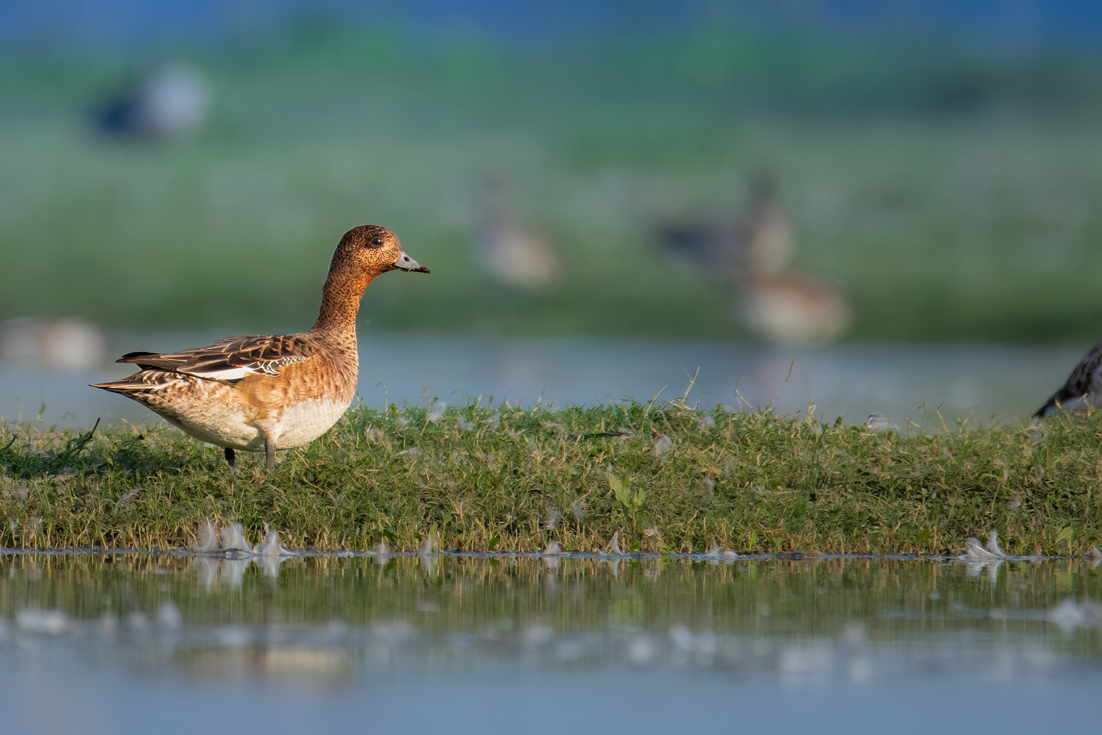 Eurasian Wigeon