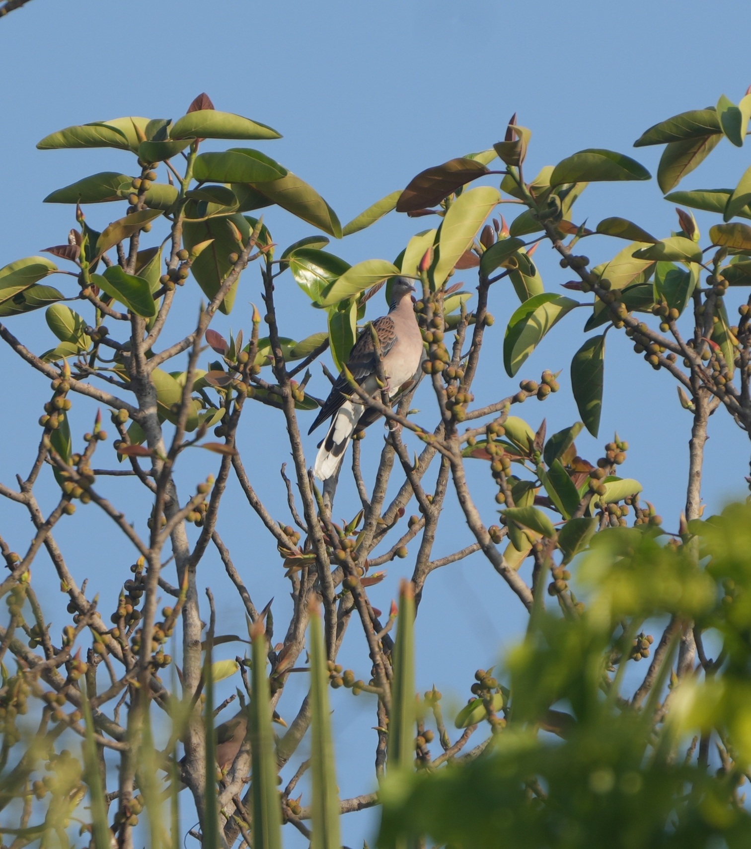 Oriental Turtle Dove