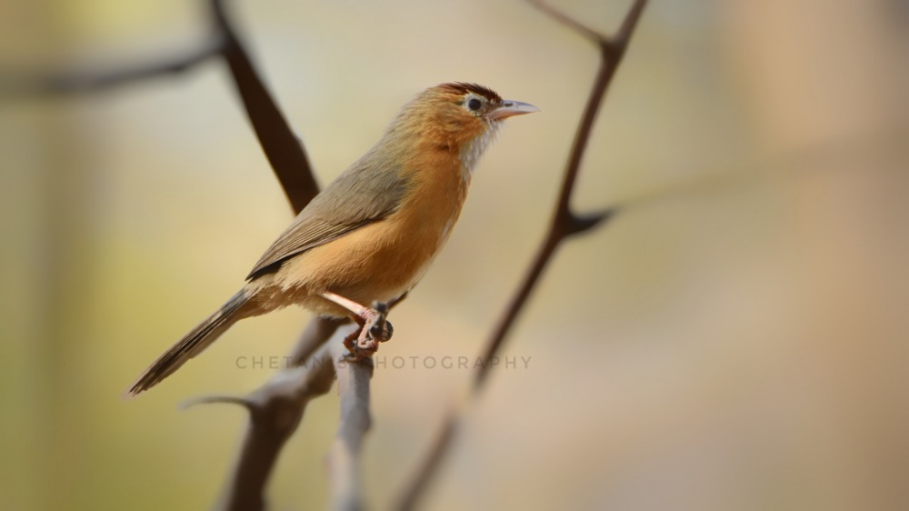 Tawny-bellied Babbler