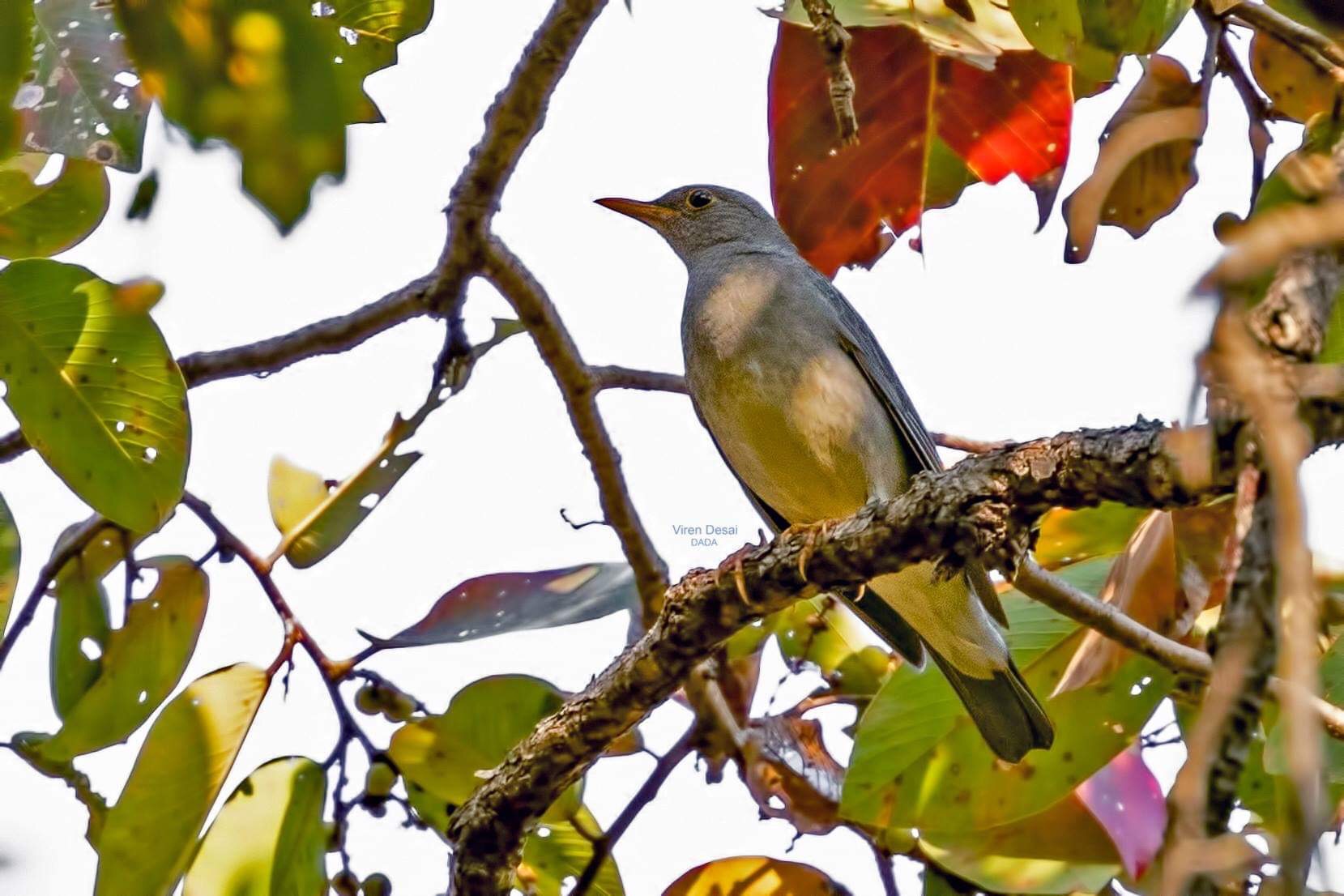 Tickell's Thrush 