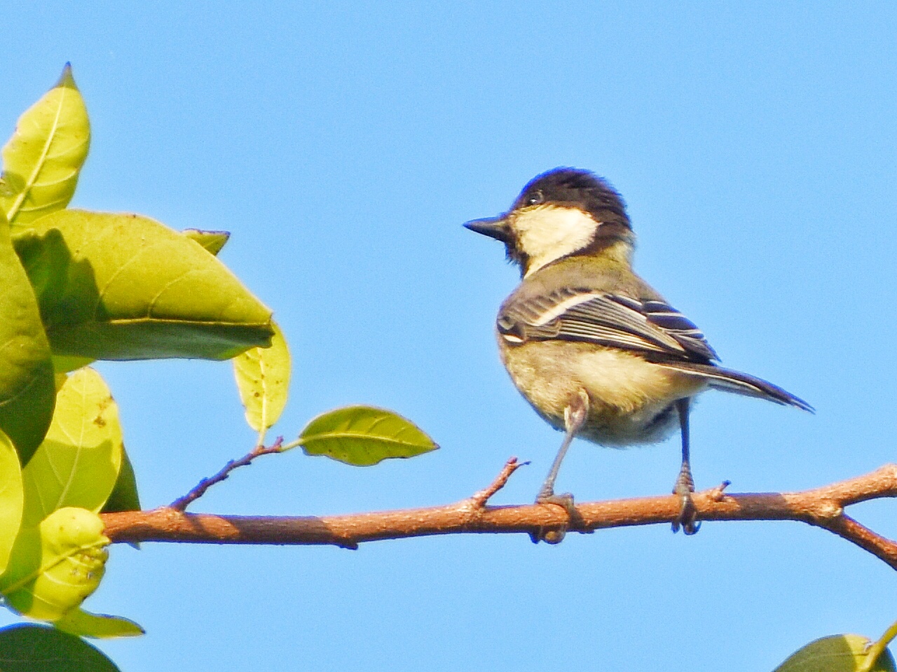 Cinereous Tit