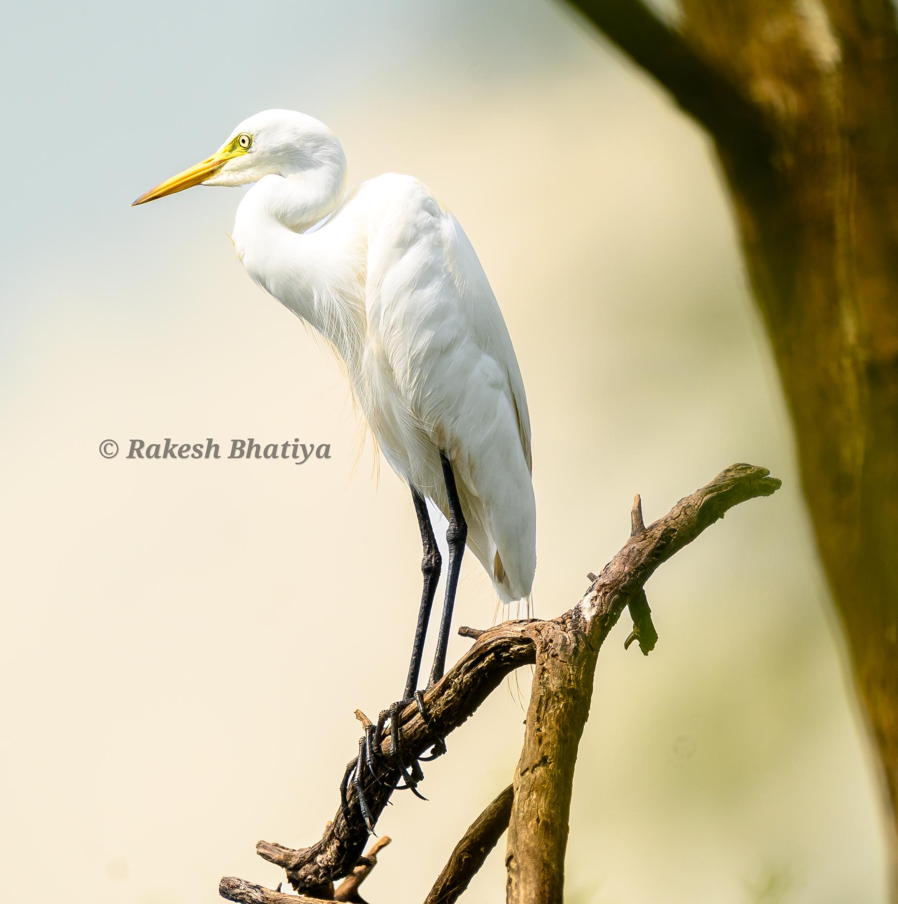 Great Egret