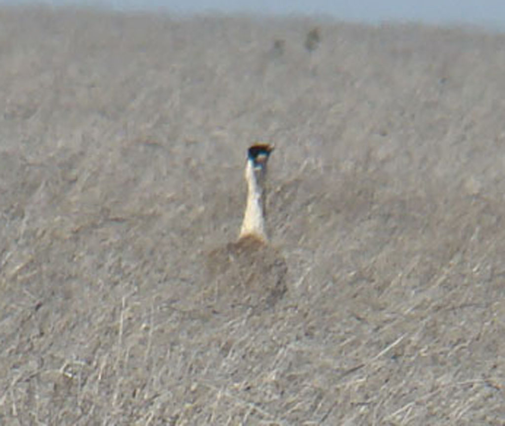 Great Indian Bustard