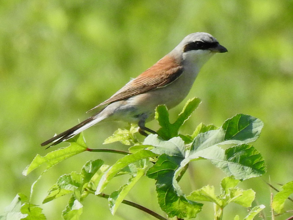 Red-backed Shrike