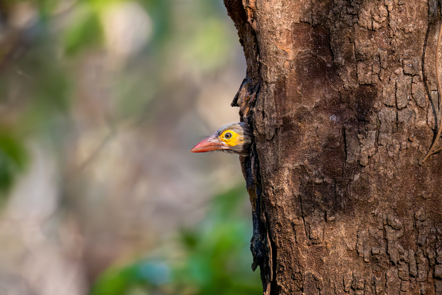 Brown-headed Barbet