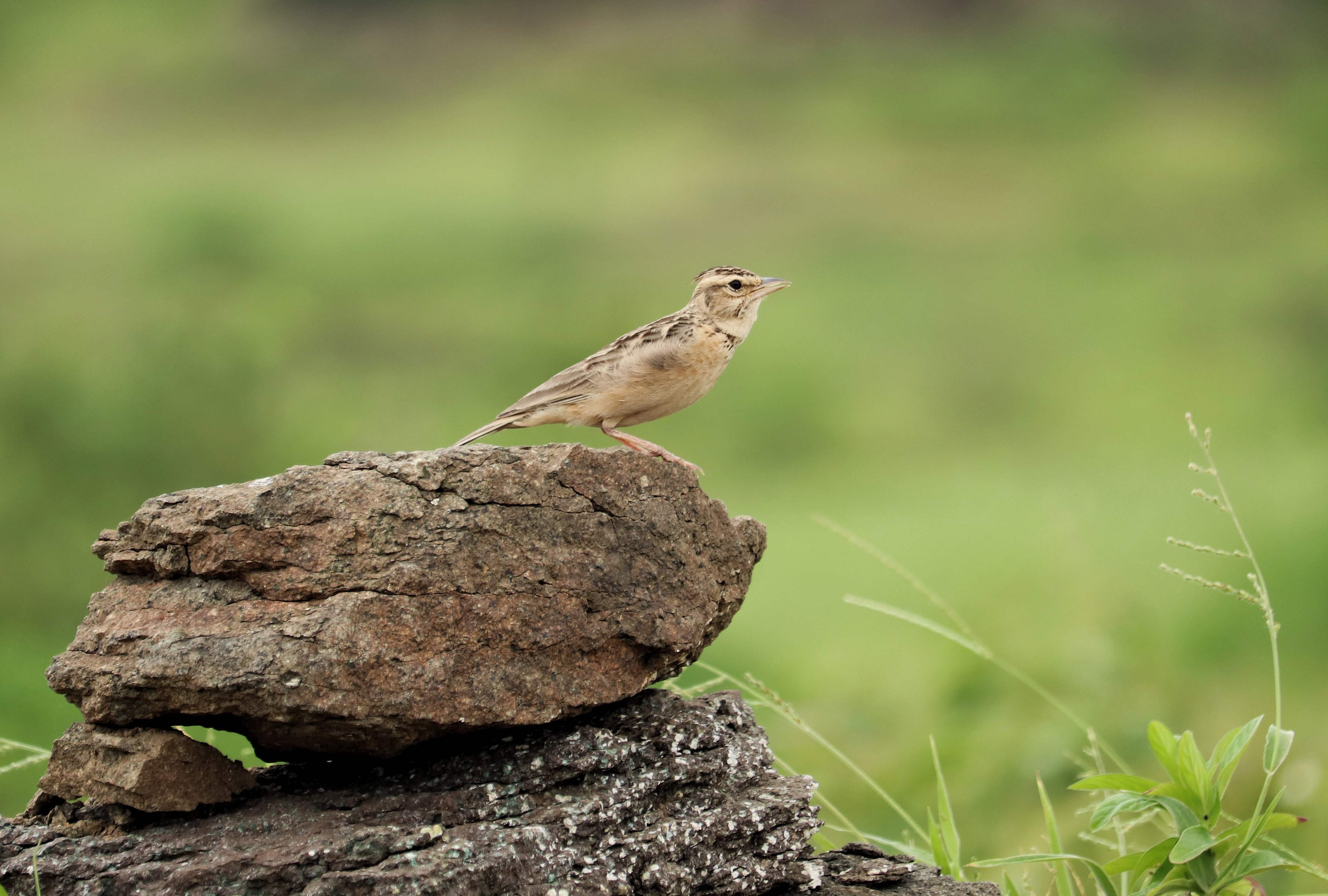 Sykes's Lark
