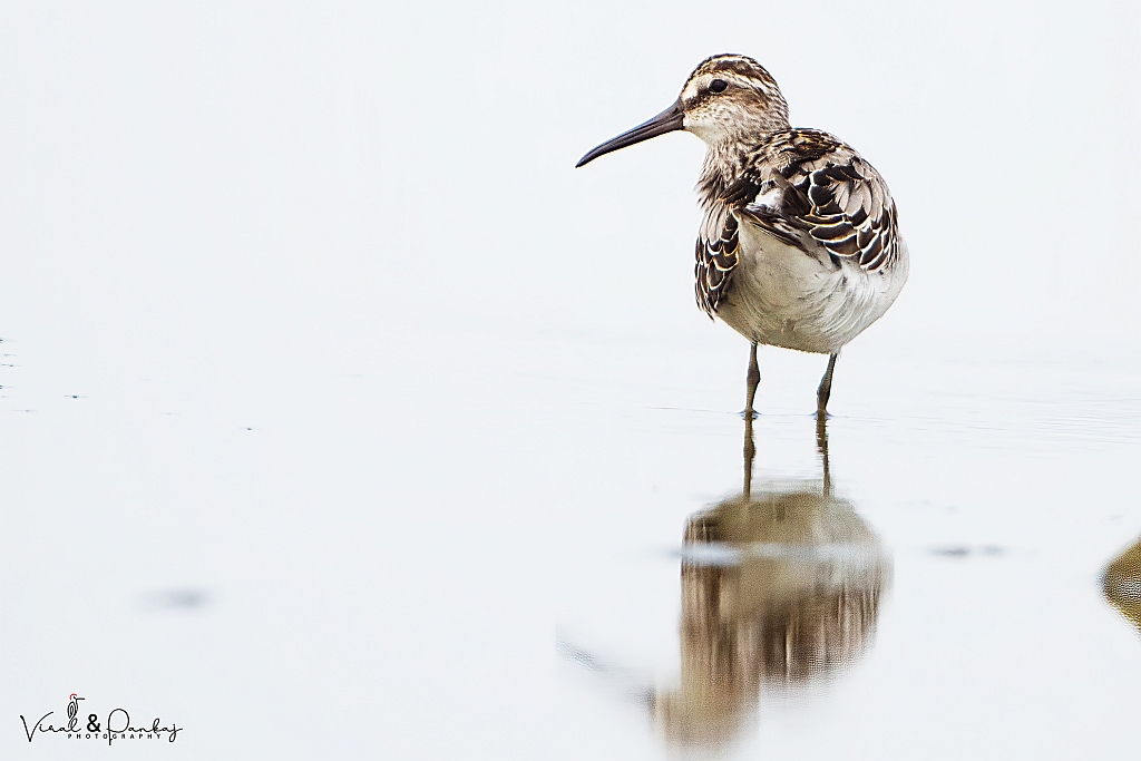 Broad-billed Sandpiper