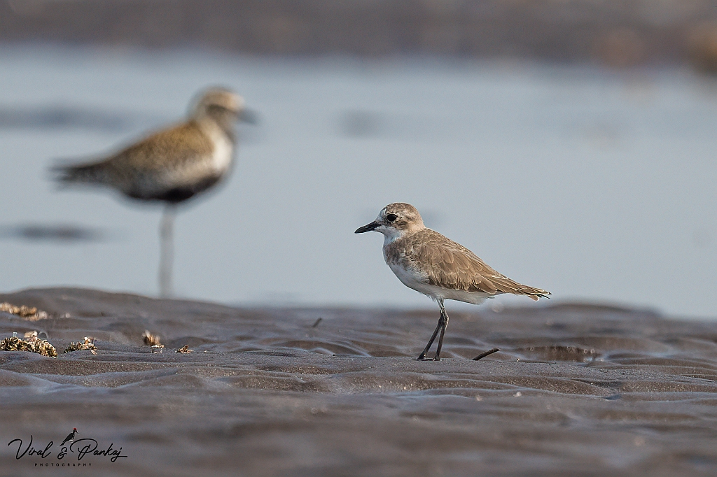 Lesser Sand Plover