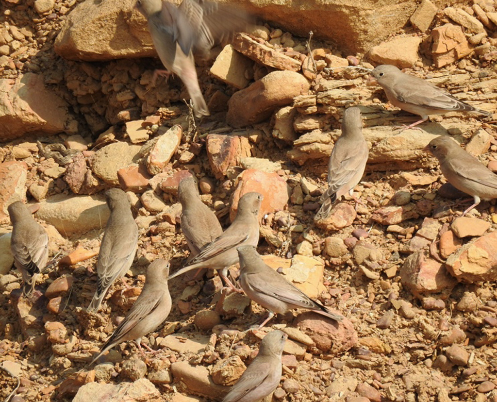 Trumpeter Finch