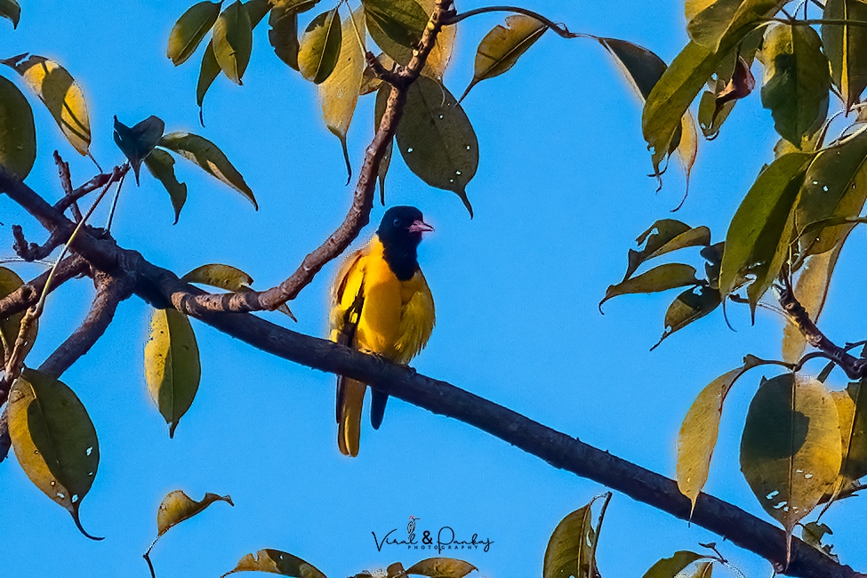 Black-hooded Oriole
