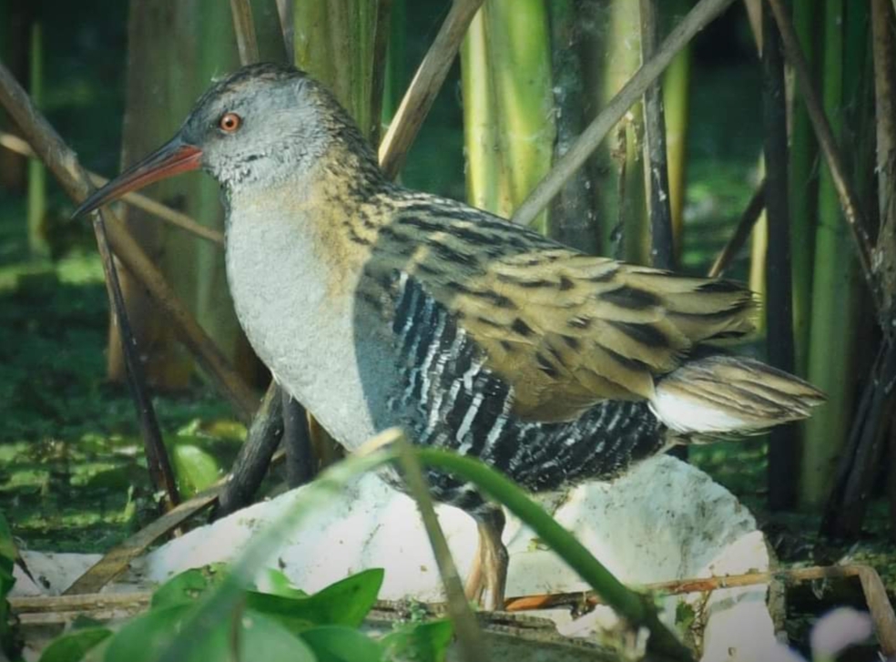 Water Rail 