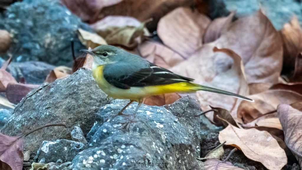 Grey Wagtail