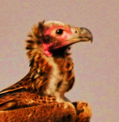 Red-headed Vulture