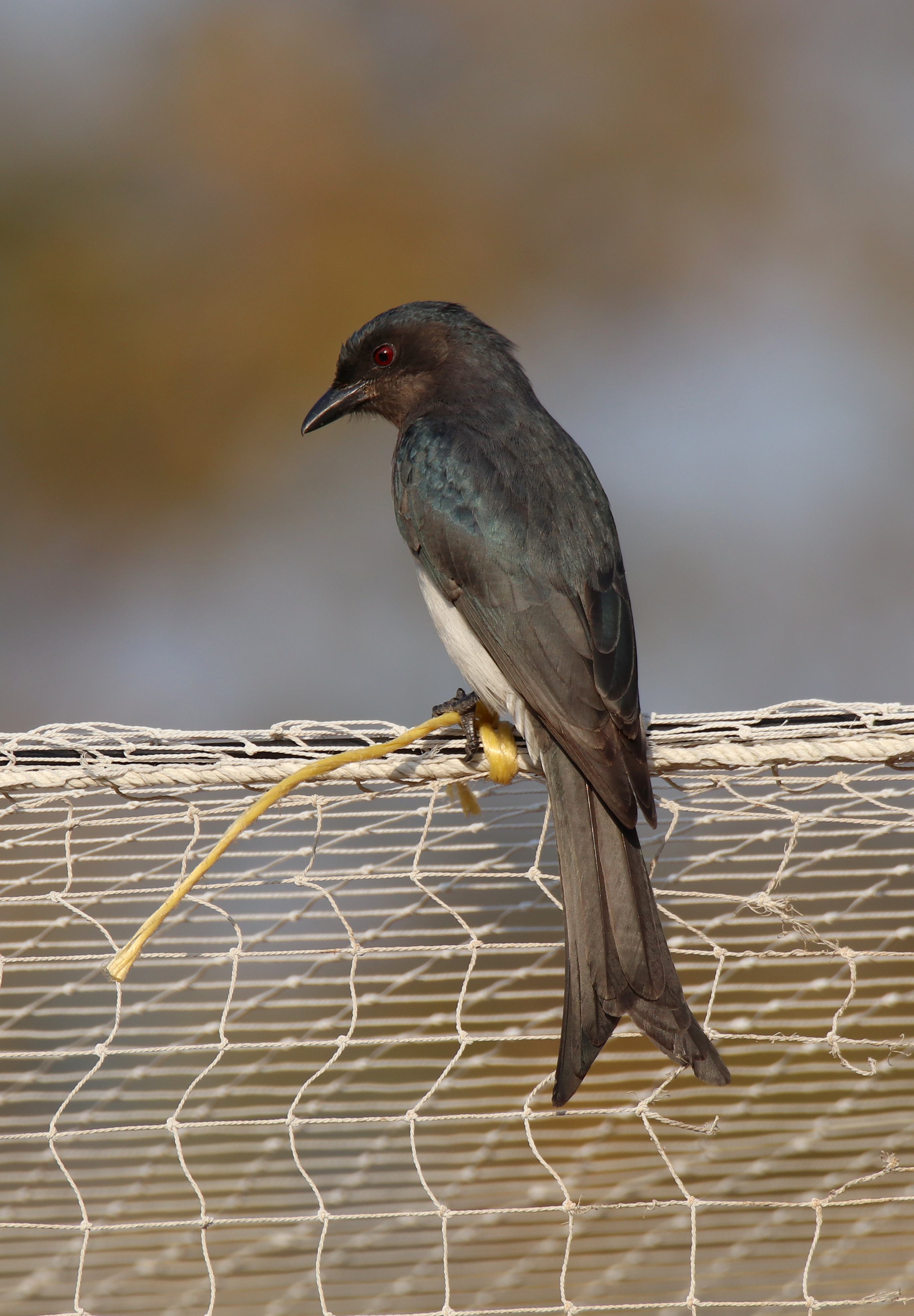 White-bellied Drongo
