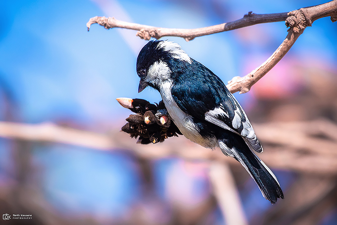 White-naped Tit