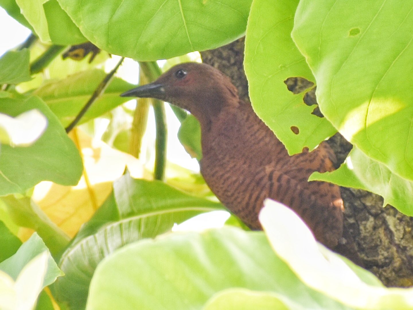 Rufous Woodpecker