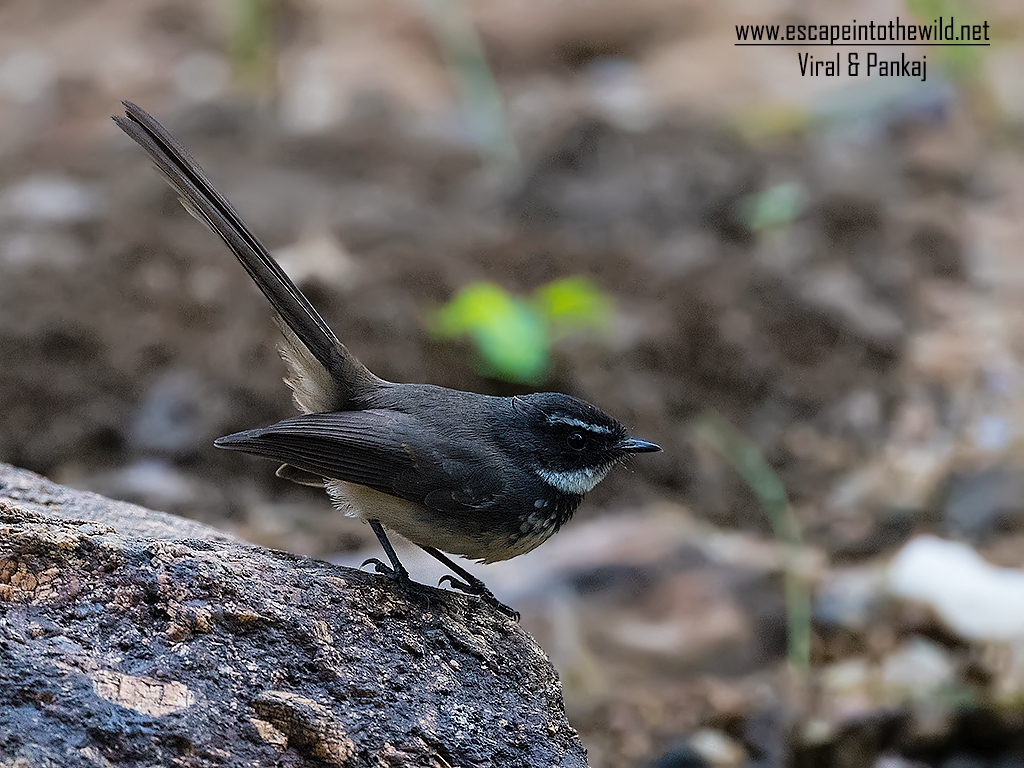 White-throated Fantail 