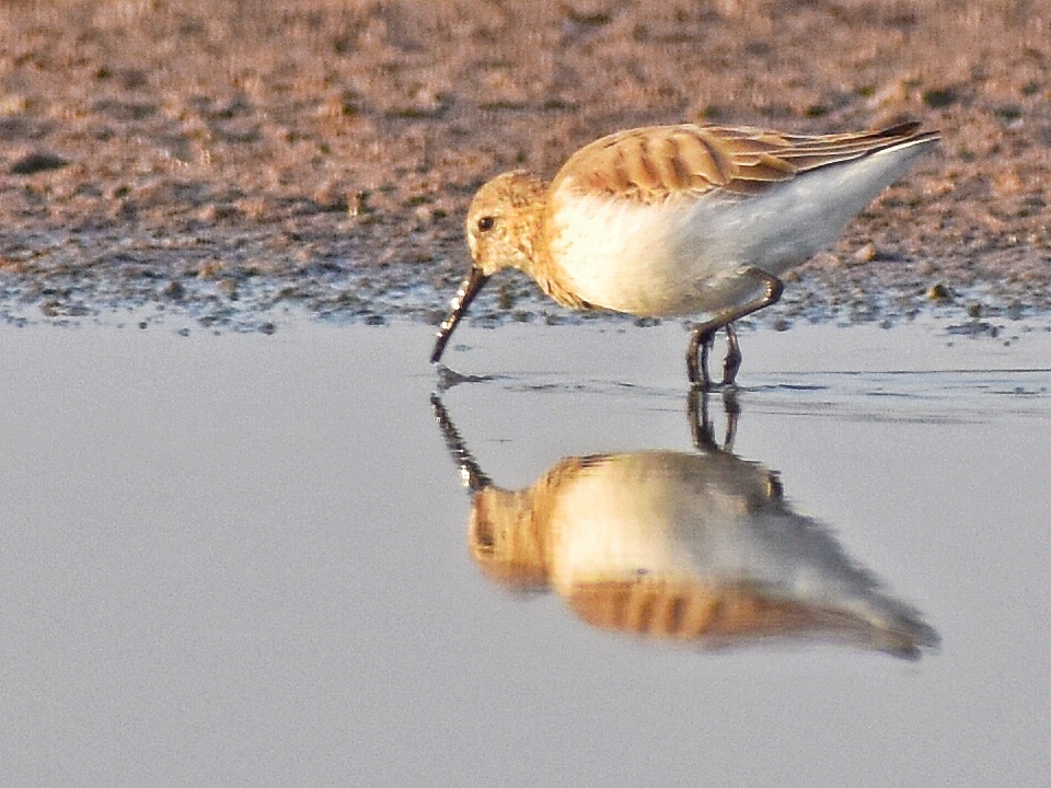 Dunlin