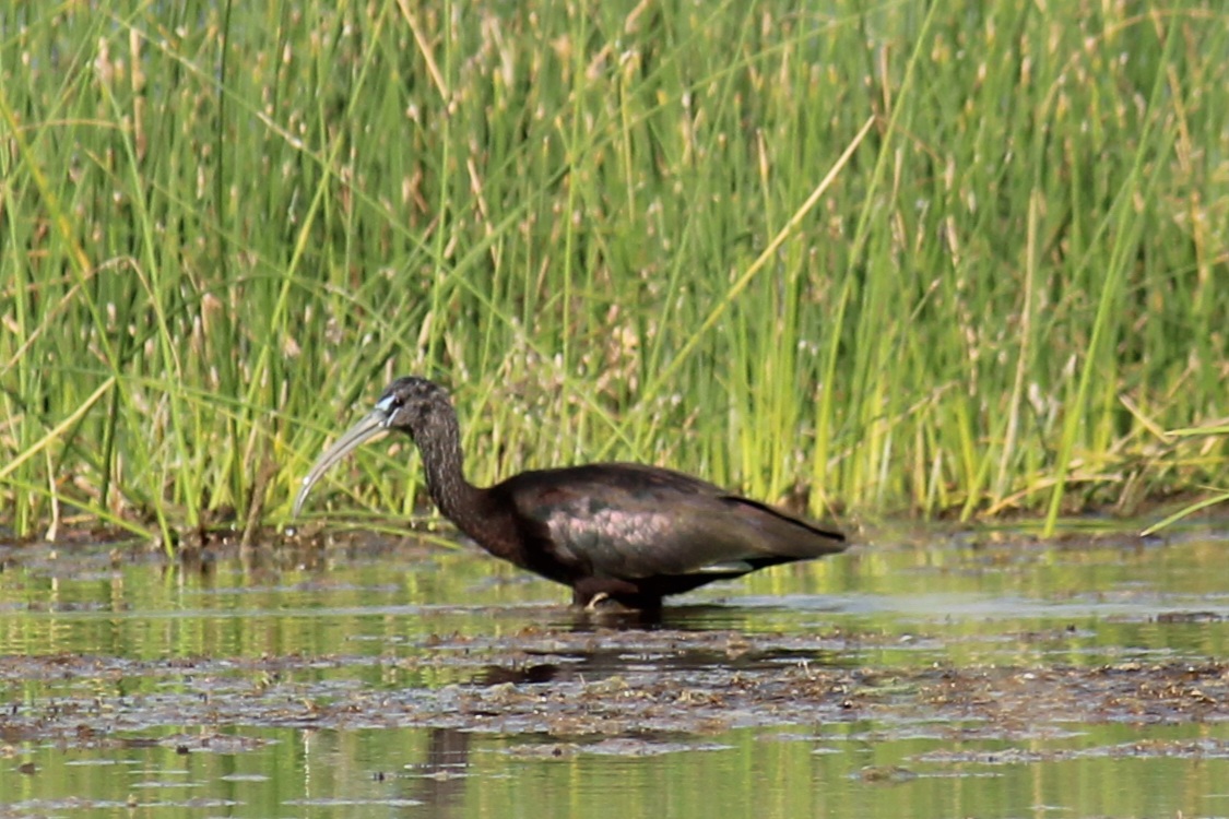 Glossy Ibis