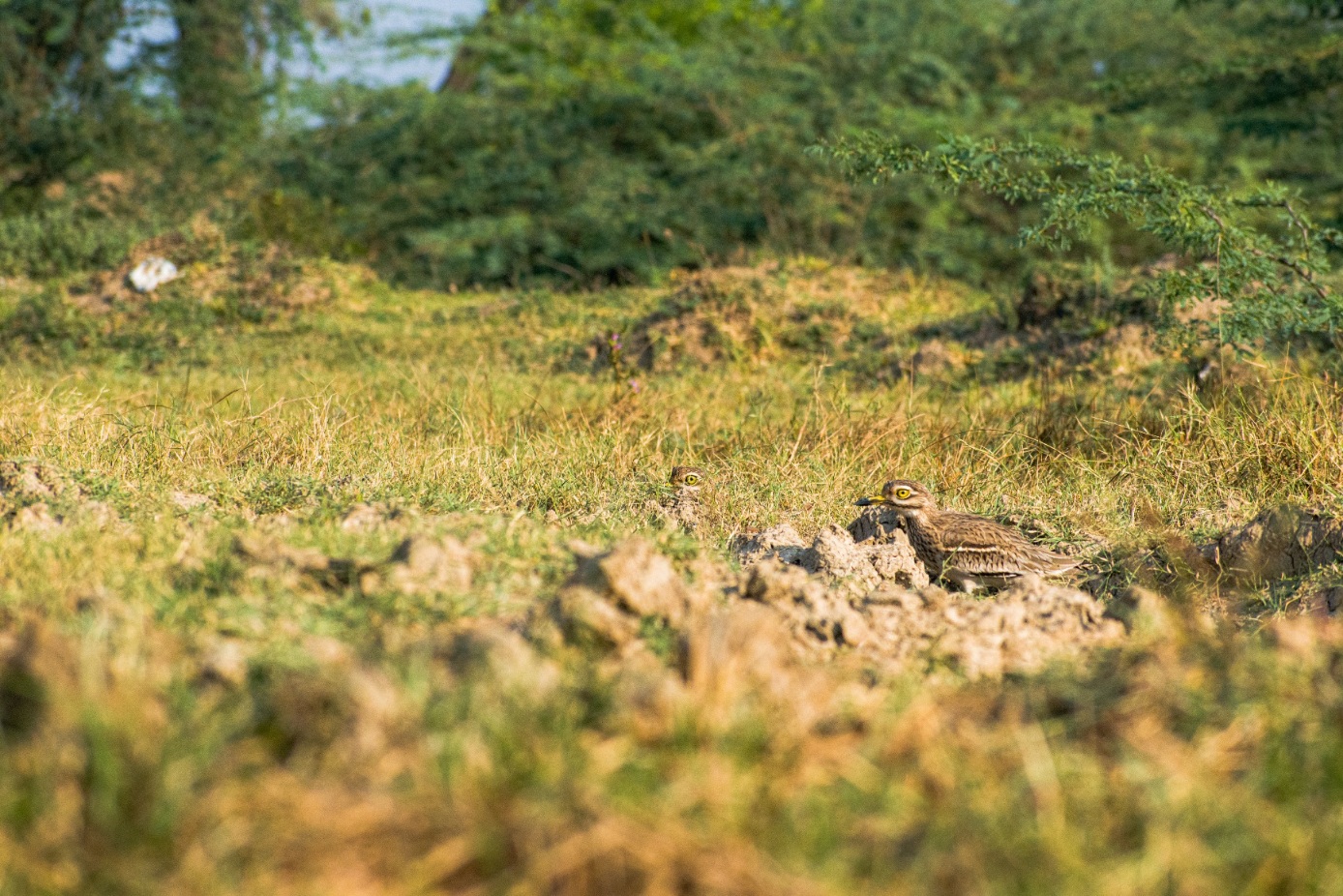 Indian Thick-knee