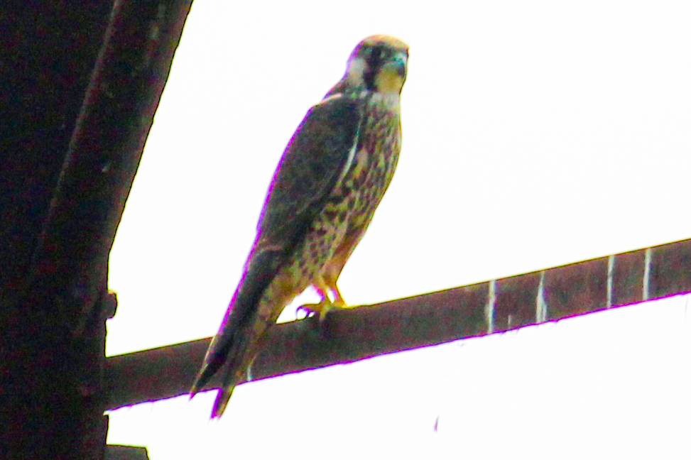 Laggar Falcon