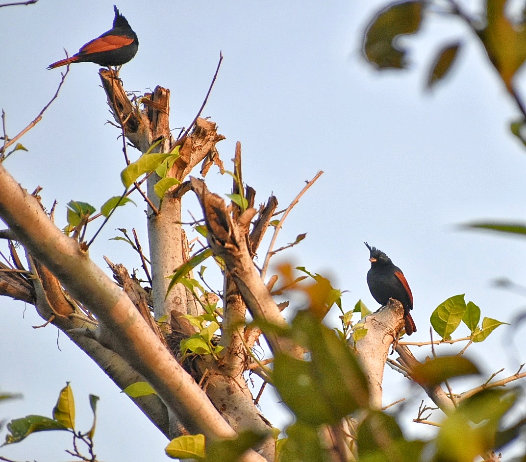 Crested Bunting