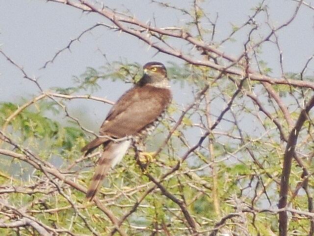 Eurasian Sparrowhawk