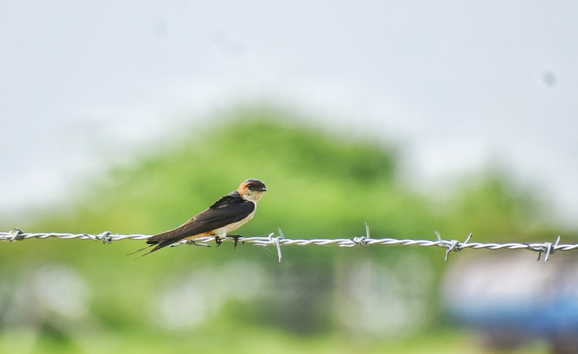 Red-rumped Swallow