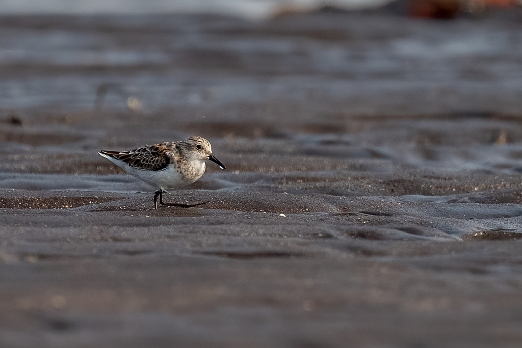 Little Stint