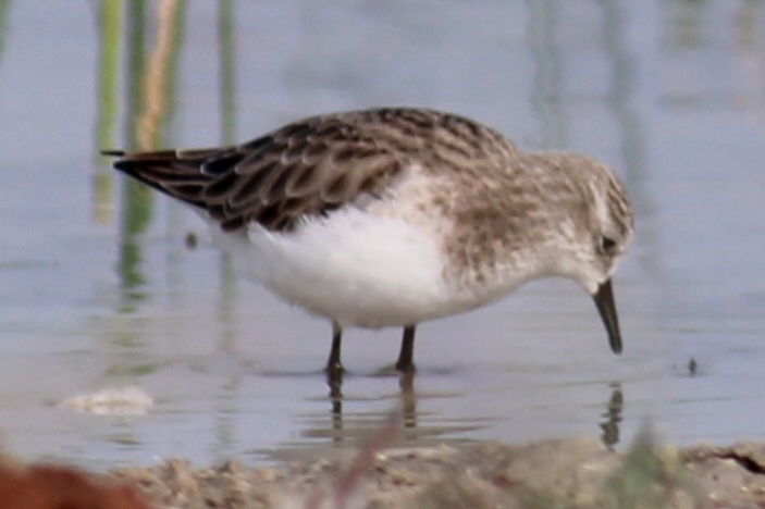 Little Stint