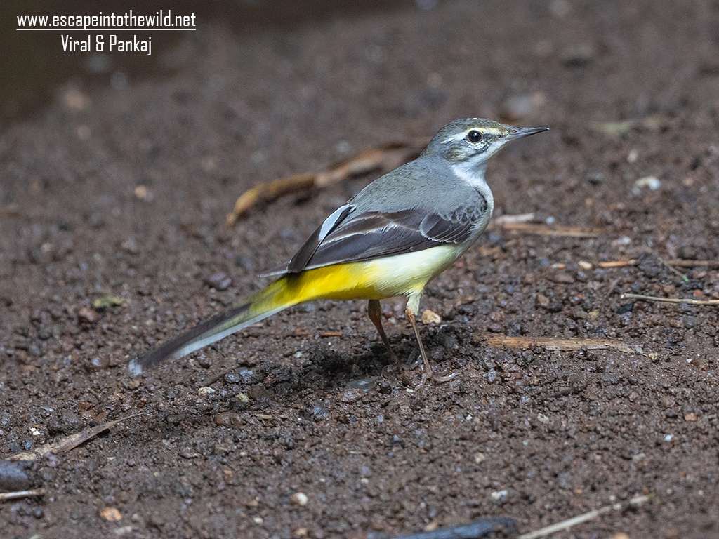 Grey Wagtail