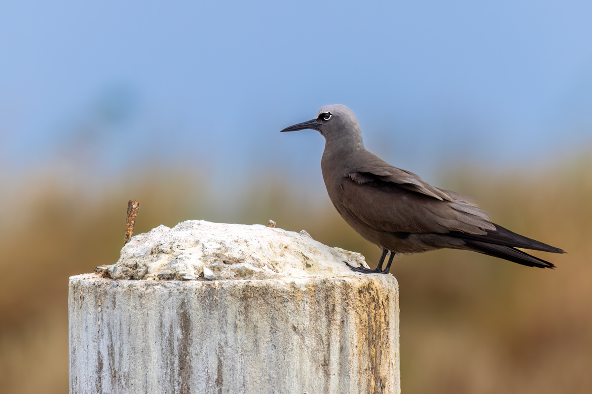 Brown Noddy
