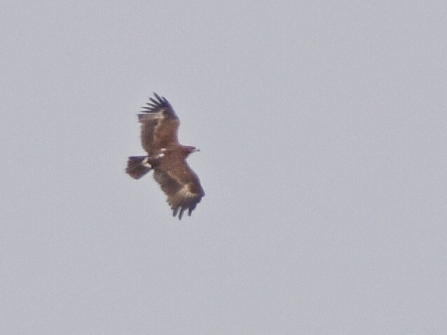 Steppe Eagle
