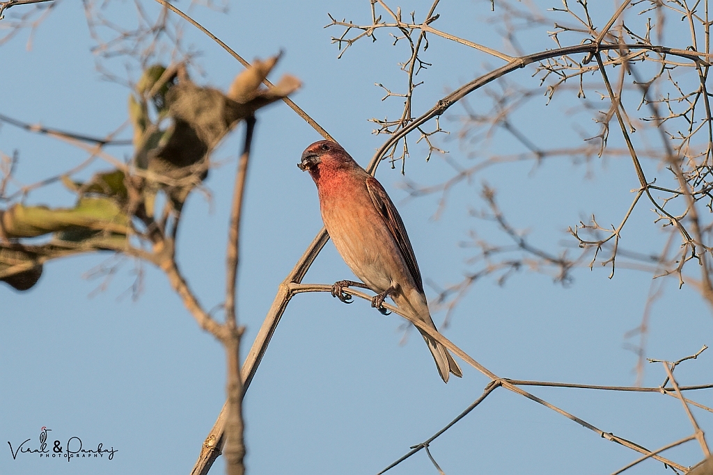 Common Rosefinch