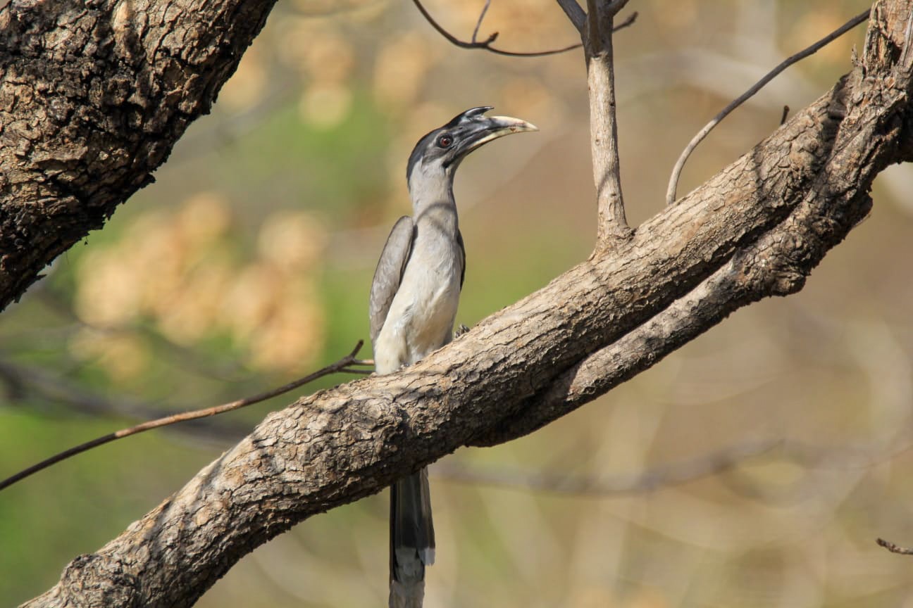 Indian Grey Hornbill