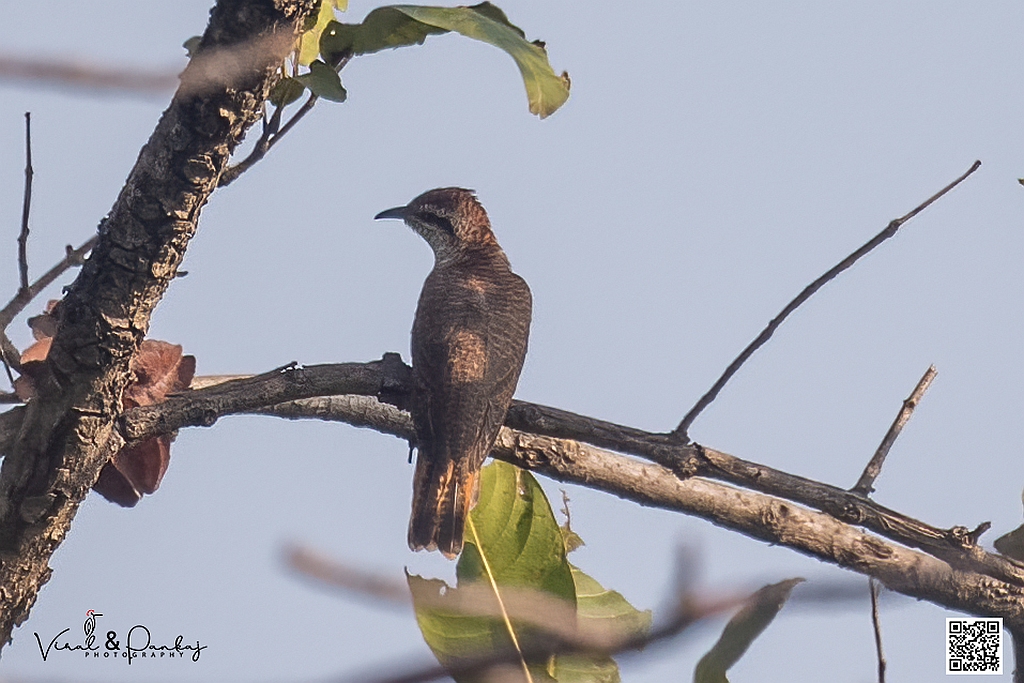 Banded Bay Cuckoo