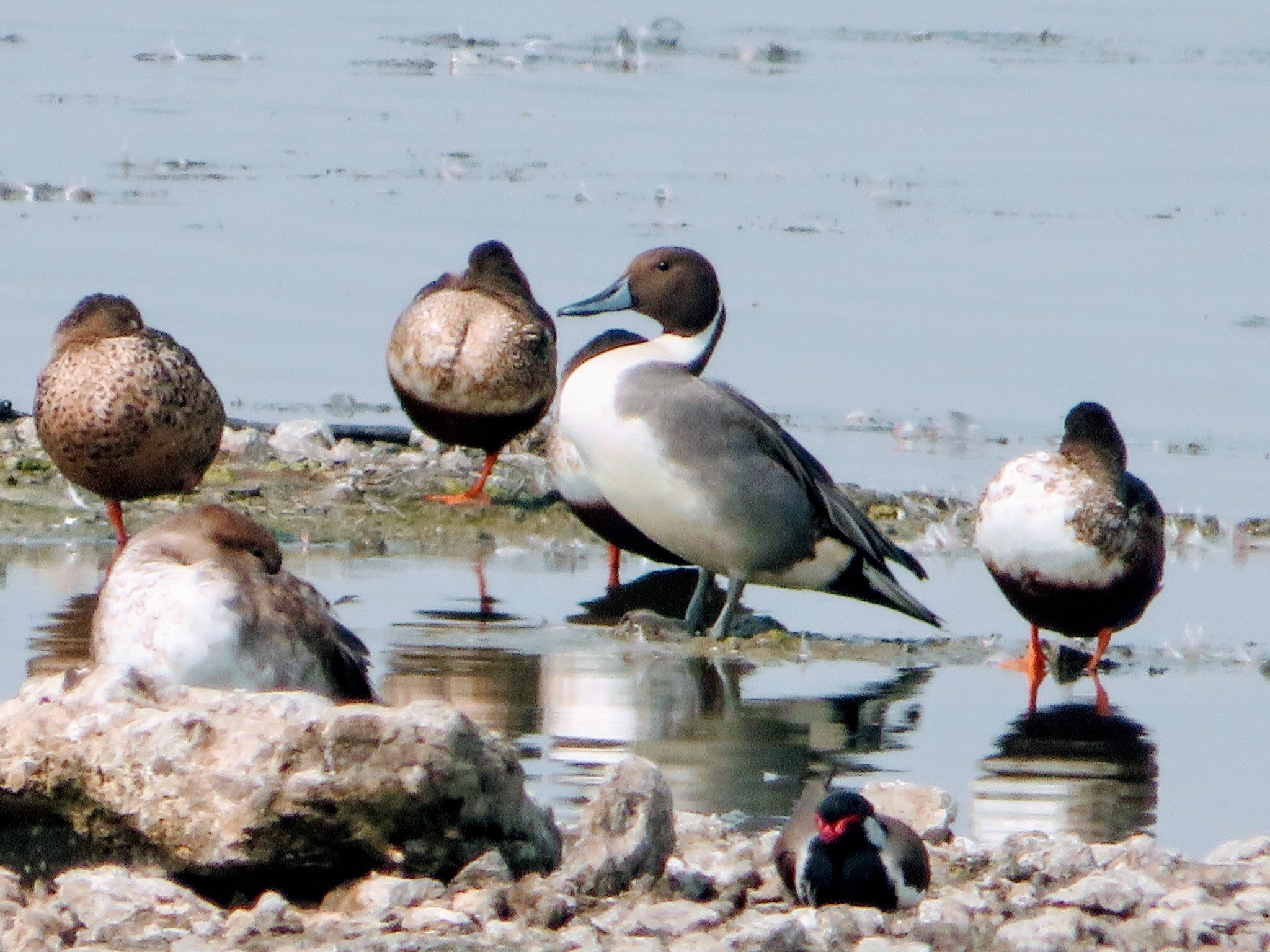 Northern Pintail