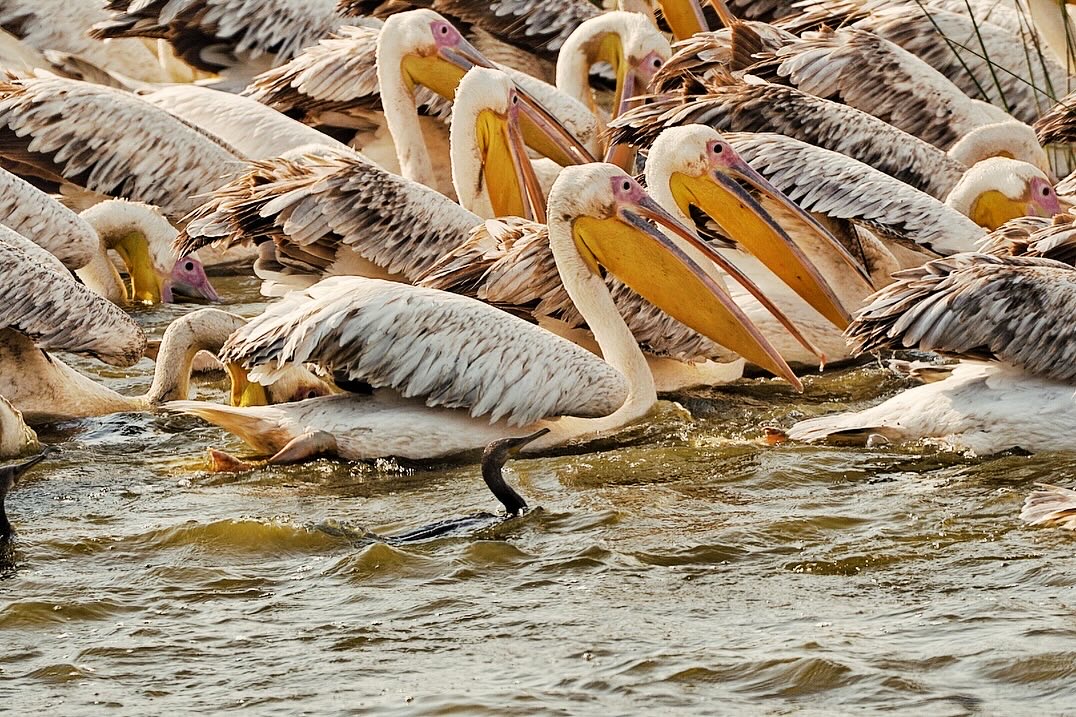 Great White Pelican