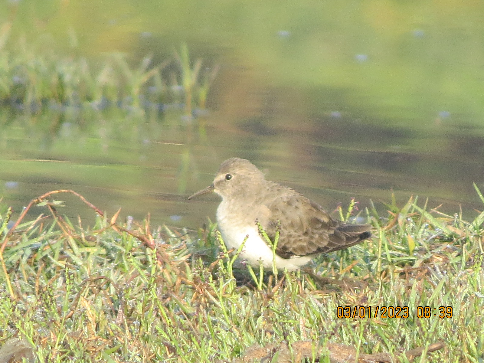 Temminck's Stint