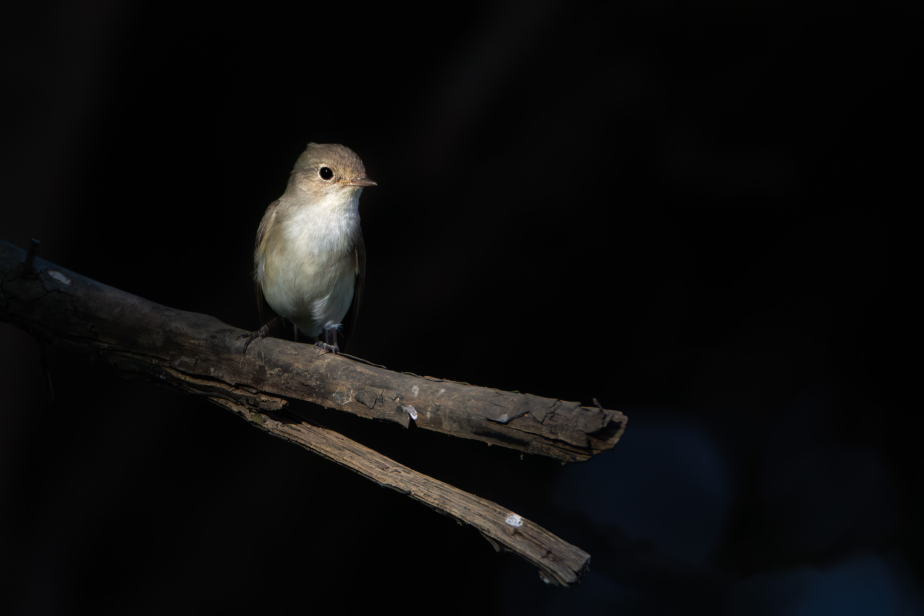 Asian Brown Flycatcher