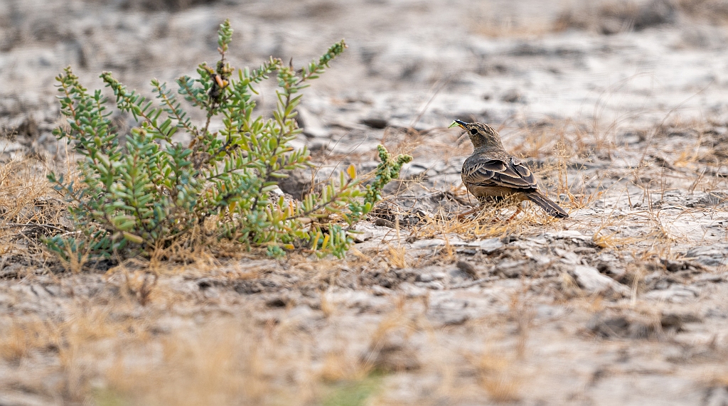 Long-billed Pipit
