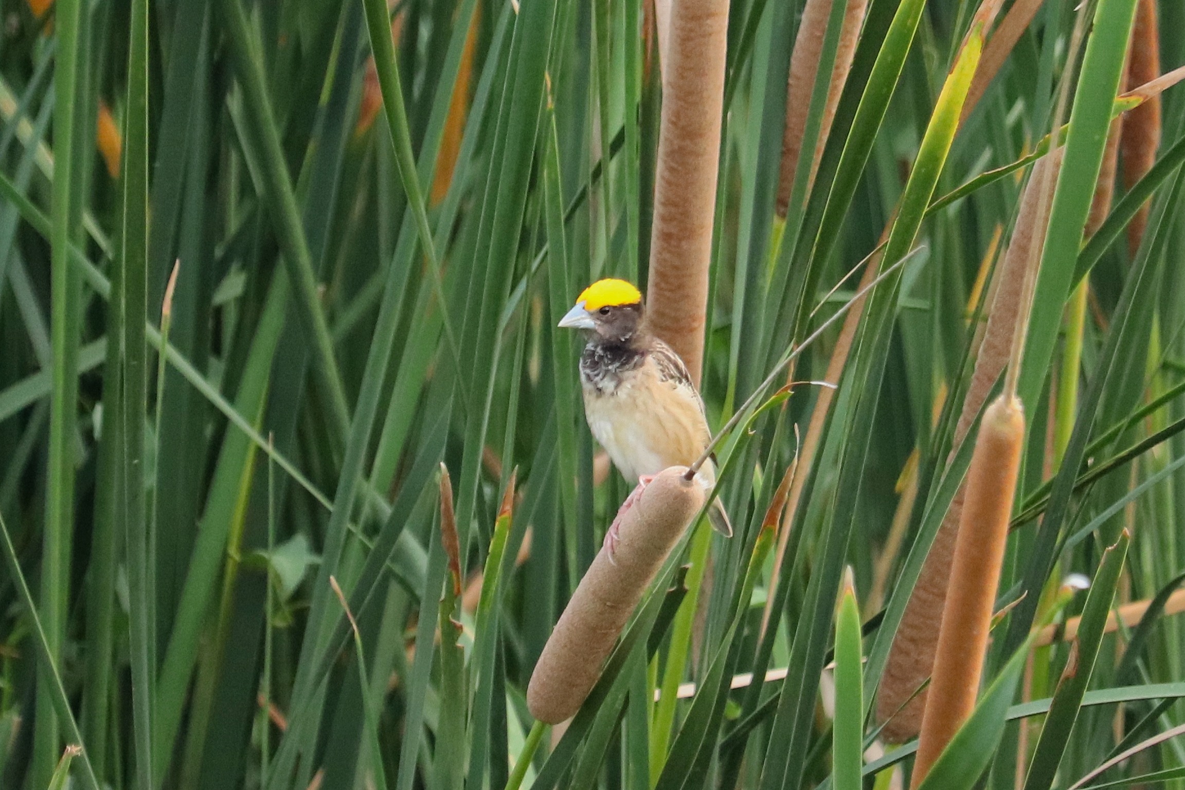 Black-breasted Weaver