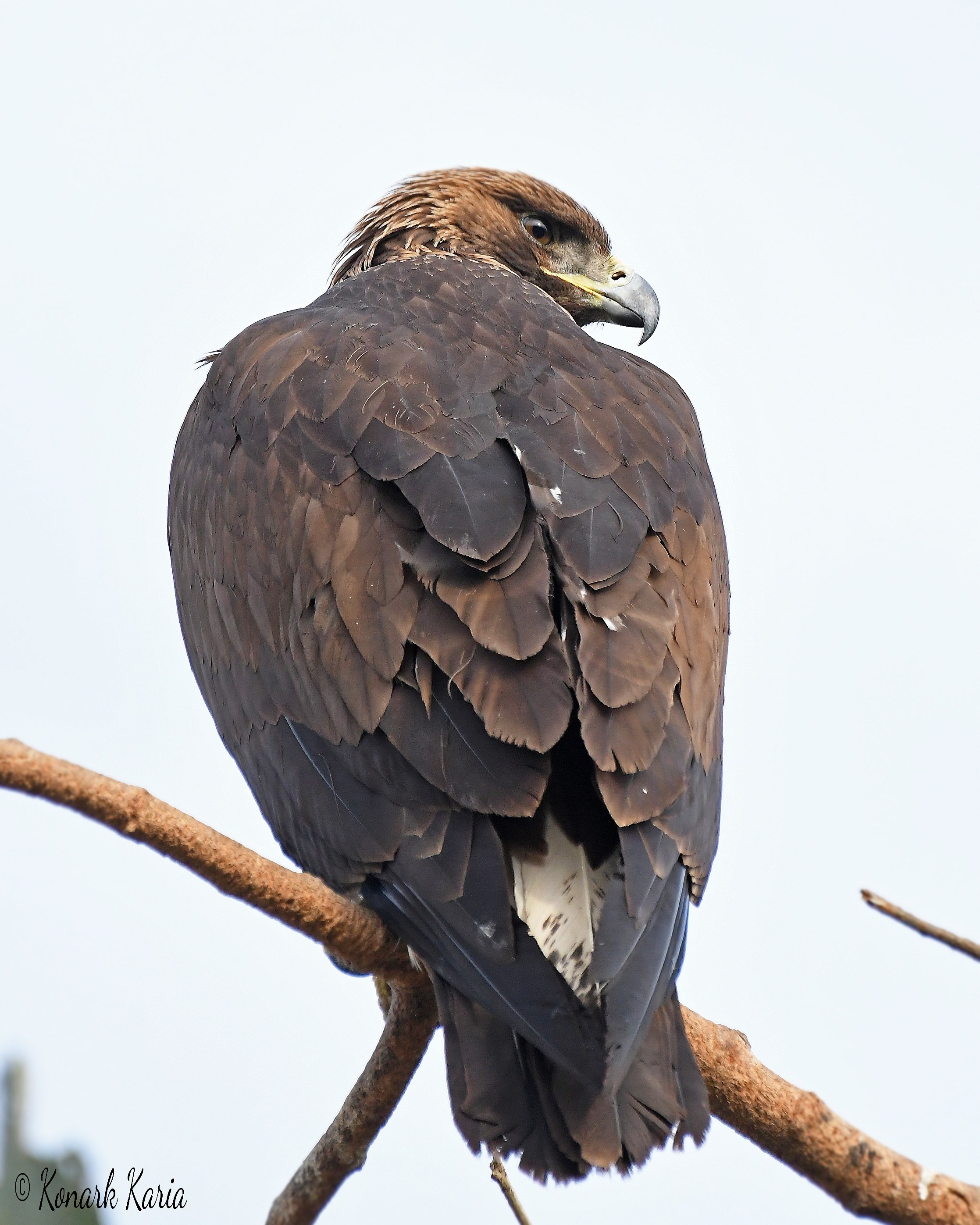 Golden Eagle