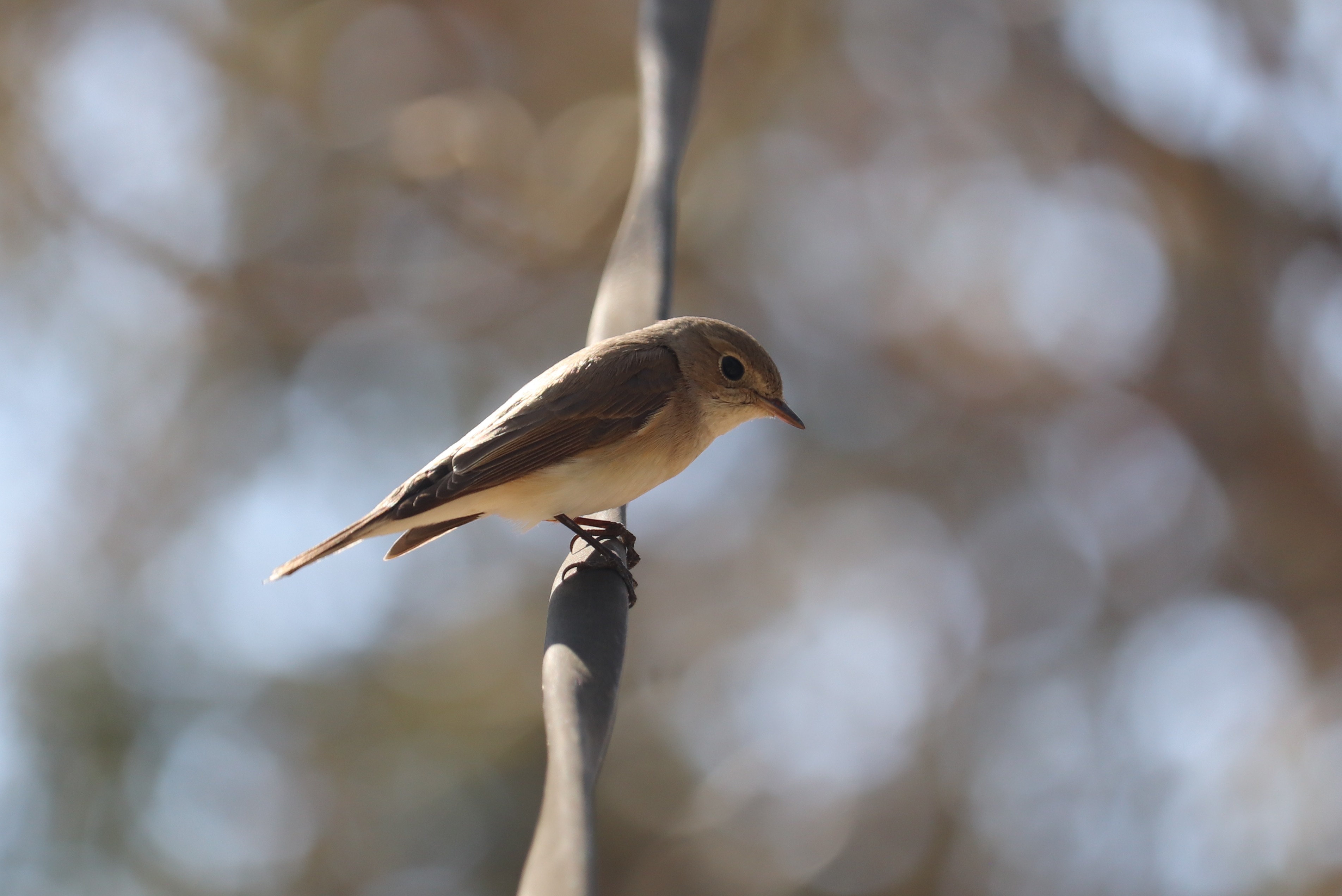 Asian Brown Flycatcher
