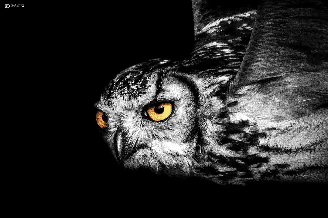 Rock Eagle Owl 